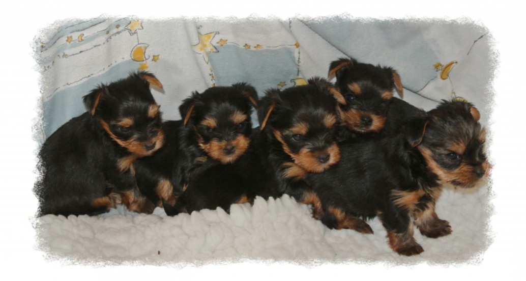 Lenny, Henry, Hannibal, Hermine und Hero